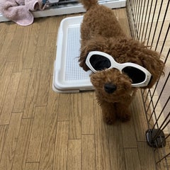 toypufukuのプロフィール