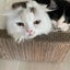 画像 ぐぅたら主婦の猫との暮らしのユーザープロフィール画像