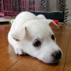 はぶかりのプロフィール