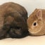 うさぎ専門店うさぎ村のサムネイル