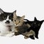 画像 飼い猫、蒼羅、羅夢中心すぎる♡ 蒼羅夢の部屋♡のユーザープロフィール画像