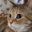 画像 シニア猫とアラカン再婚夫婦の優しい暮らしのユーザープロフィール画像