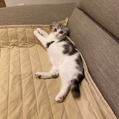 nicoのプロフィール