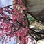 美ら花🌸81のサムネイル