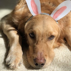 Chaのプロフィール