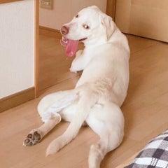 koudiのプロフィール