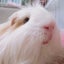 もこ丸🐹のサムネイル