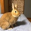 Mikiうさぎのサムネイル