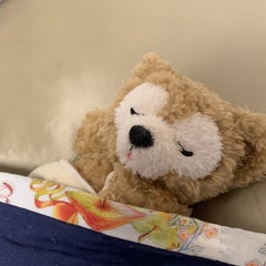 Pinguのプロフィール