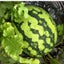 画像 畑のナース〜菌ちゃん農法実践中〜のユーザープロフィール画像