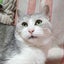 ごまちゃんのサムネイル