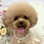 画像 広島県ブリーダー Dream Land -ドリームランド- 子犬販売のユーザープロフィール画像
