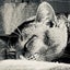 haineko-suzukaのサムネイル