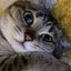 画像 おとぼけ主婦と保護猫の愉快な毎日のユーザープロフィール画像