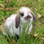 画像 小動物専門店 whiteLapinのブログのユーザープロフィール画像