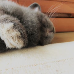 のいろーぜちゃんのプロフィール