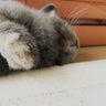 のいろーぜちゃんのプロフィール