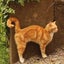 画像 『猫は生きる。また「ニャー」と鳴いて。』のユーザープロフィール画像