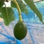 画像 piccolo garden ちいさな果樹園のユーザープロフィール画像