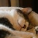 朱華（syuca）愛おしい猫との日々