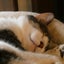 画像 朱華（syuca）愛おしい猫との日々のユーザープロフィール画像