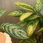みどりのサムネイル