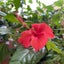 hibiscus-hdのサムネイル