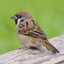画像 野鳥に目覚めた昆虫好きオジの撮影日記のユーザープロフィール画像