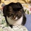 ねこ神様教徒の日常のサムネイル