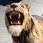 chiwawanwaのサムネイル