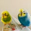 mikicpaのサムネイル