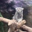 ゆらの日常のサムネイル