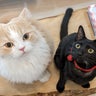 ふわもふスコティッシュてお君と黒猫のジジのプロフィール