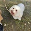 しろくて優しい犬のサムネイル