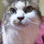 画像 kikuziro　catのブログ　（本館）のユーザープロフィール画像