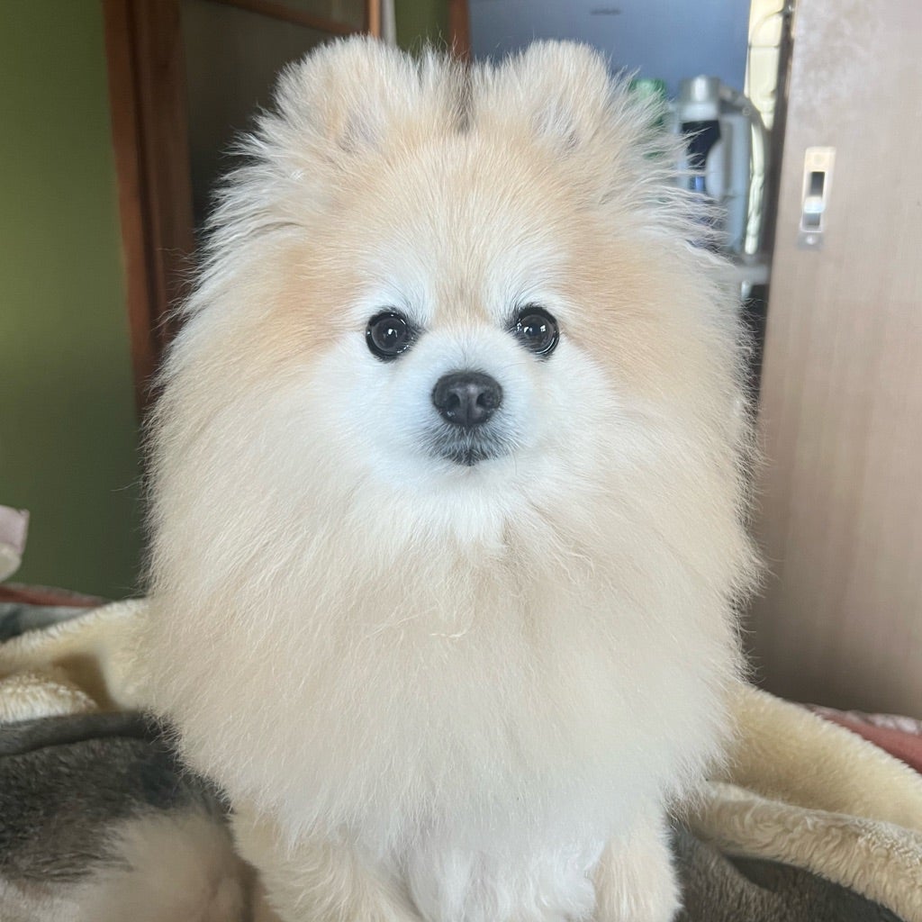 麗絢