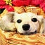 画像 ★:*楽しきかな愛犬生活*:・★のユーザープロフィール画像