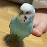  もものすけ　お喋り大好きセキセイインコのプロフィール