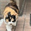画像 三毛猫ミーコのお茶目なカフェ日和のユーザープロフィール画像