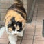 三毛猫ミーコのサムネイル