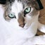 画像 占いと推し活と8匹の猫のユーザープロフィール画像