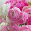 画像 笑顔の花を咲かせたいのユーザープロフィール画像