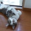 画像 ねこ風呂【ネコとカメのいろいろなブログ】のユーザープロフィール画像
