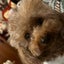 画像 犬の美容室チェリーのユーザープロフィール画像