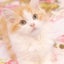 柚月～離婚したい貴方へ経済自立のアドバイスを～のサムネイル