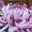 紅蘭紫菊雑記