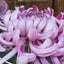 画像 紅蘭紫菊雑記のユーザープロフィール画像
