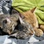 画像 飼い主がいなくなった猫ちゃん達を救いたいのユーザープロフィール画像