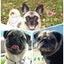 画像 あぶらげのパグヨン日記のユーザープロフィール画像