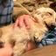 画像 小型犬と一緒に暮らす家づくりのユーザープロフィール画像